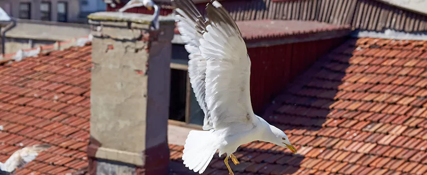 Residential Chimney Animal Removal Solution in Pahrump, NV